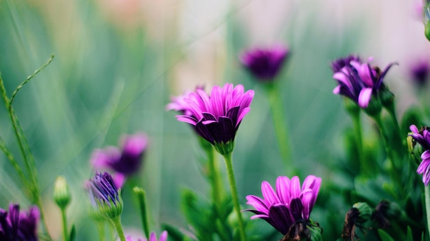 Nahaufnahme von lila Blumen, die auf dem Feld blühen