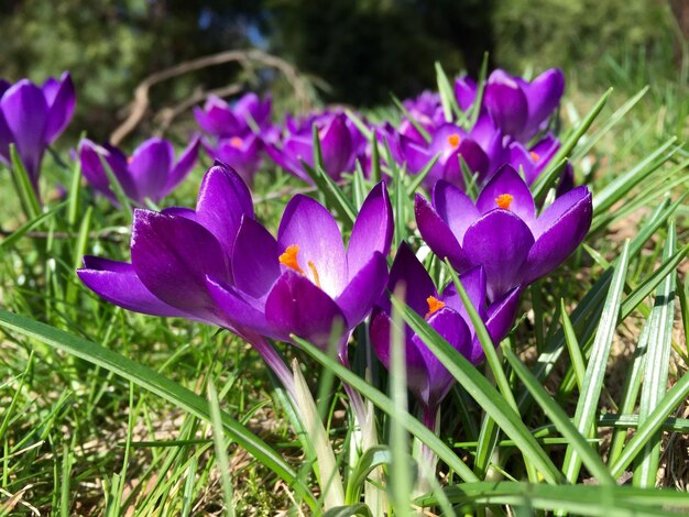 Foto nahaufnahme von lila blumen, die auf dem feld blühen