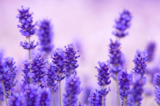 Nahaufnahme von lila Blumen, die auf dem Feld wachsen