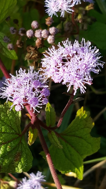 Nahaufnahme von lila Blumen.