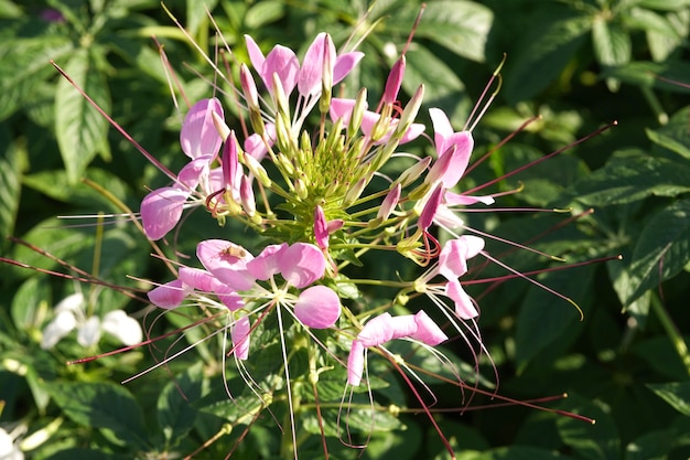 Nahaufnahme von lila Cleome Spinosa oder Spinnenblume, die im Garten blüht