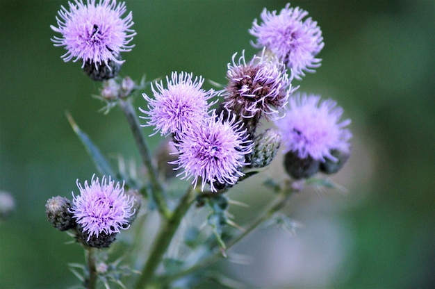 Foto nahaufnahme von lila distelblüten