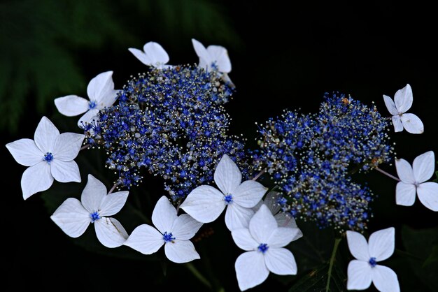 Foto nahaufnahme von lila hortensieblüten im park