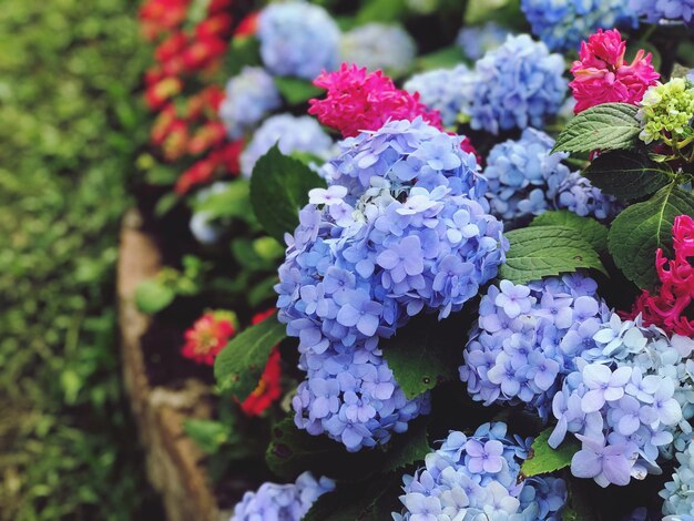 Nahaufnahme von lila Hortensienblüten