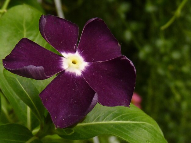 Foto nahaufnahme von lila iris, die im freien blüht