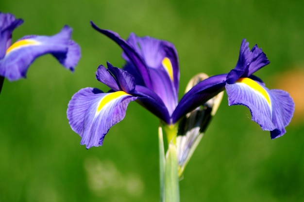 Foto nahaufnahme von lila iris, die im freien blüht