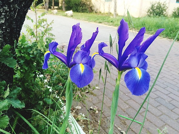 Nahaufnahme von lila Irisblüten