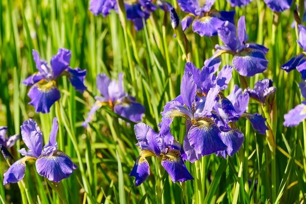 Nahaufnahme von lila japanischen Irisblumen. Iris der blauen Blume.