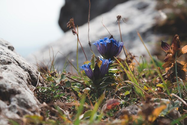 Foto nahaufnahme von lila krokusblumen auf dem feld