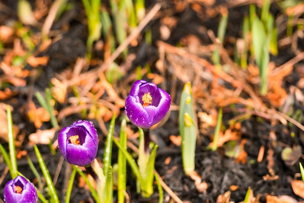 Foto nahaufnahme von lila krokusblumen auf dem feld