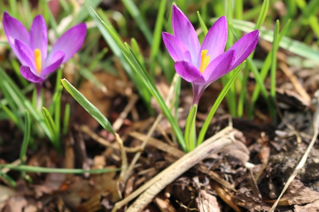 Foto nahaufnahme von lila krokusblumen auf dem feld