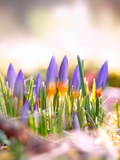 Foto nahaufnahme von lila krokusblumen auf dem feld