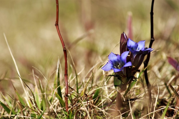 Nahaufnahme von lila Krokusblumen auf dem Feld