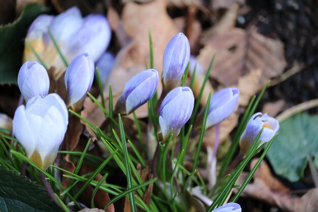 Foto nahaufnahme von lila krokusblumen auf dem feld