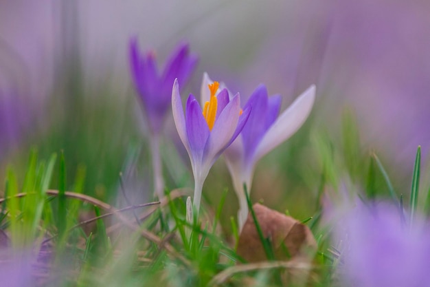 Foto nahaufnahme von lila krokusblumen auf dem feld.