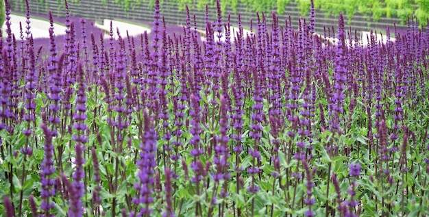 Nahaufnahme von lila Lavendelblüten mit grünen Blättern