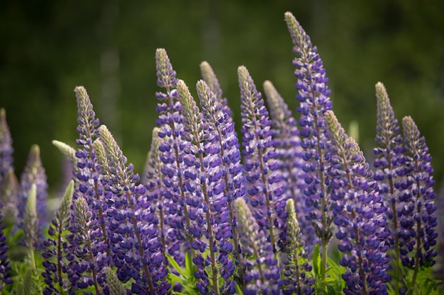 Foto nahaufnahme von lila lavendelblumen auf dem feld