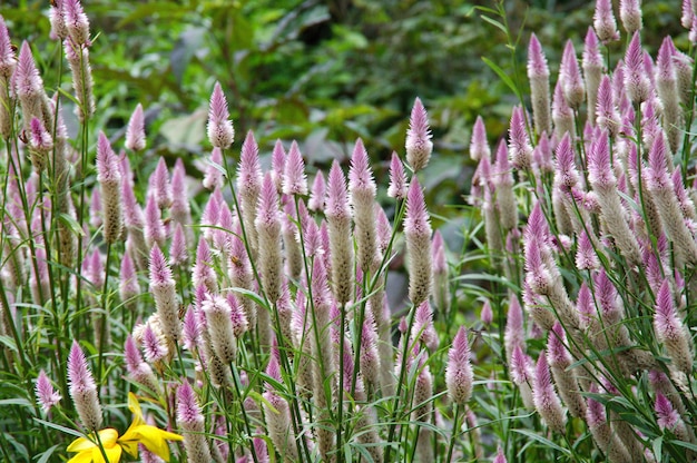 Foto nahaufnahme von lila lavendelblumen auf dem feld