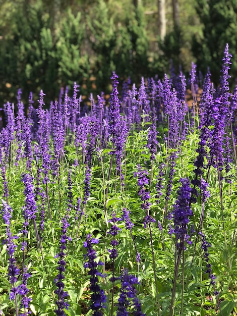 Foto nahaufnahme von lila lavendelblumen auf dem feld