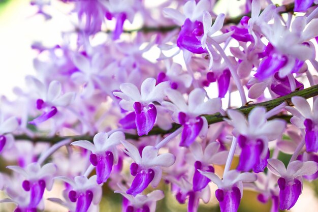 Foto nahaufnahme von lila lavendelblumen