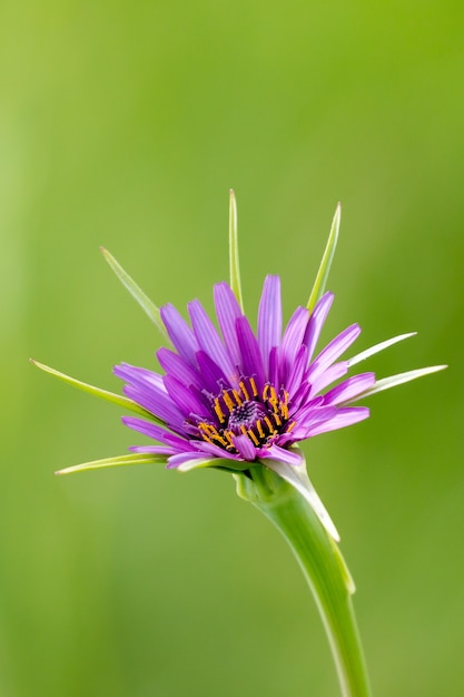 Nahaufnahme von lila Schwarzwurzel Tragopogon porrifolius in voller Blüte auf einer einfachen hellgrünen Natur