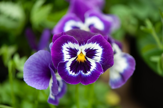 Nahaufnahme von lila Stiefmütterchen oder Stiefmütterchen, die im Garten blühen