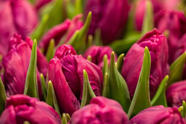 Nahaufnahme von lila Tulpen im Blumenladen. Blumenstrauß zu verkaufen.