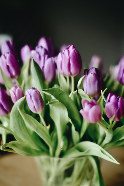 Nahaufnahme von lila Tulpen in einer Vase