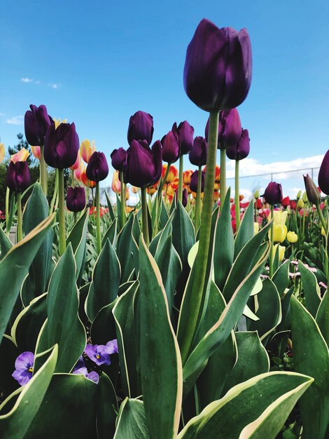 Foto nahaufnahme von lila tulpenblumen gegen den himmel