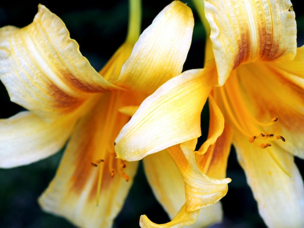 Nahaufnahme von Lilien, die im Freien blühen