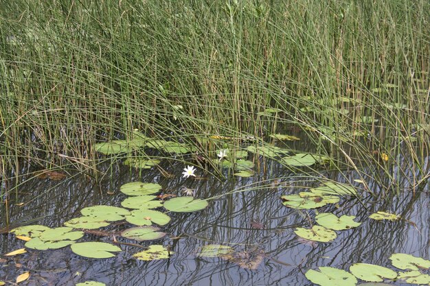 Foto nahaufnahme von lilienblättern im see