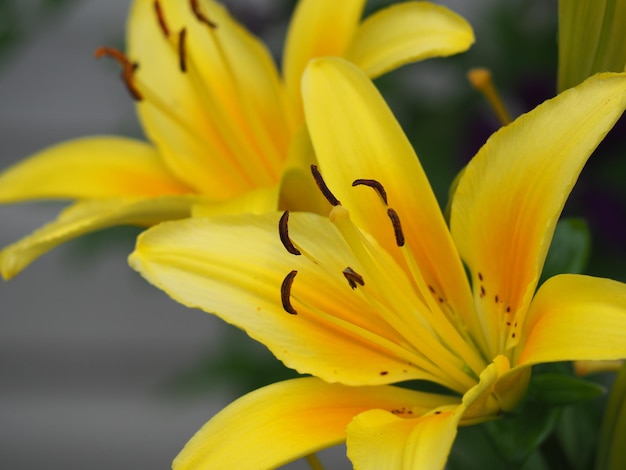 Nahaufnahme von Lilienblumen, die im Park blühen