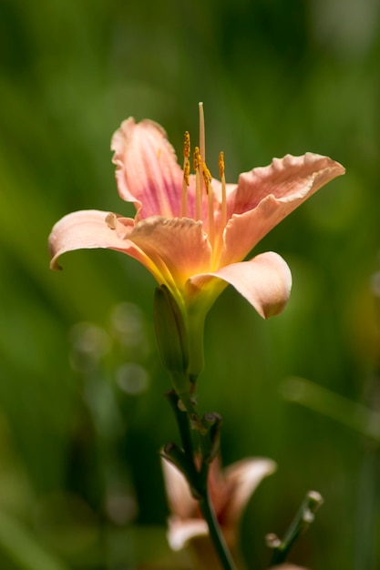 Nahaufnahme von Lilienblumen