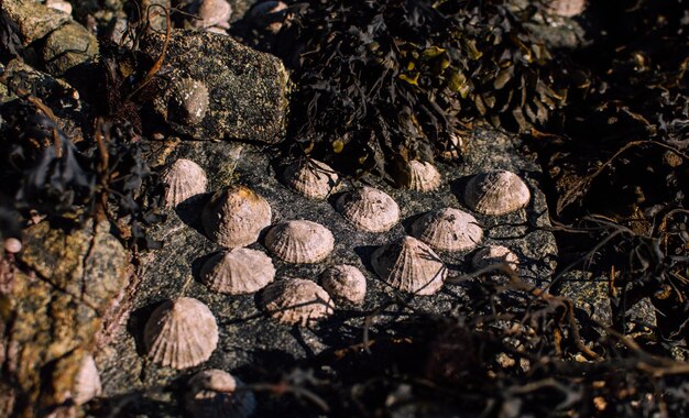 Nahaufnahme von Limpets auf dem Felsen