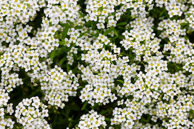 Nahaufnahme von Lobularia maritima Blumen syn Alyssum maritimum gebräuchlicher Name Sweet Alyssum oder Sweet Alison