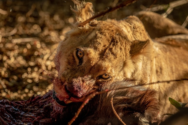 Nahaufnahme von Löwen, die sich von einem Kadaver im Krüger Nationalpark Südafrika ernähren