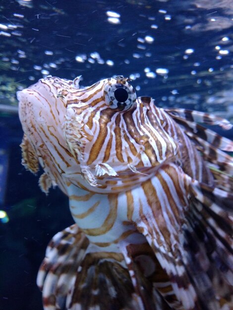 Foto nahaufnahme von löwenfischen, die im meer schwimmen