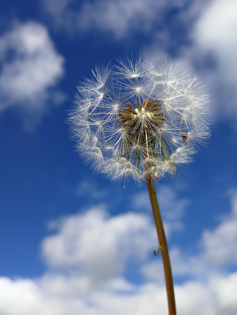 Foto nahaufnahme von löwenschnecken gegen den himmel