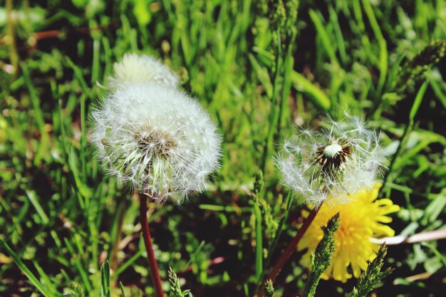 Foto nahaufnahme von löwenzahnblumen, die auf dem feld wachsen