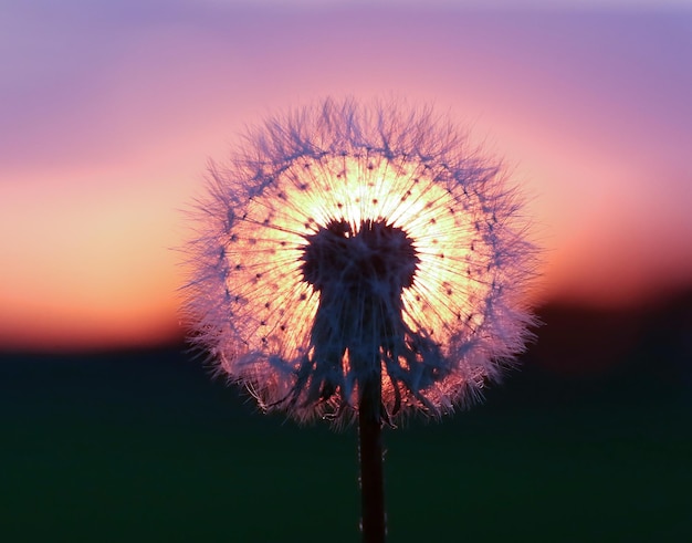 Foto nahaufnahme von löwenzahnsamen im freien bei sonnenuntergang