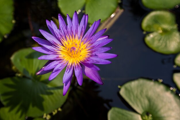 Nahaufnahme von Lotos oder Waterlily blühen auf dem Teich am sonnigen Tag.