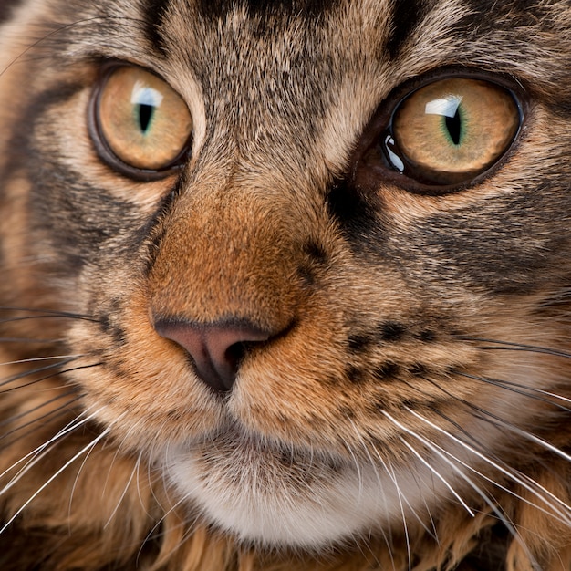 Nahaufnahme von Maine Coons Gesicht mit Schnurrhaaren,