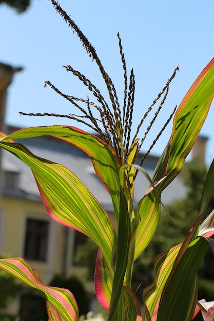 Nahaufnahme von Maisbesen und grünen Maisblättern mit violetten Streifen in einem botanischen Garten