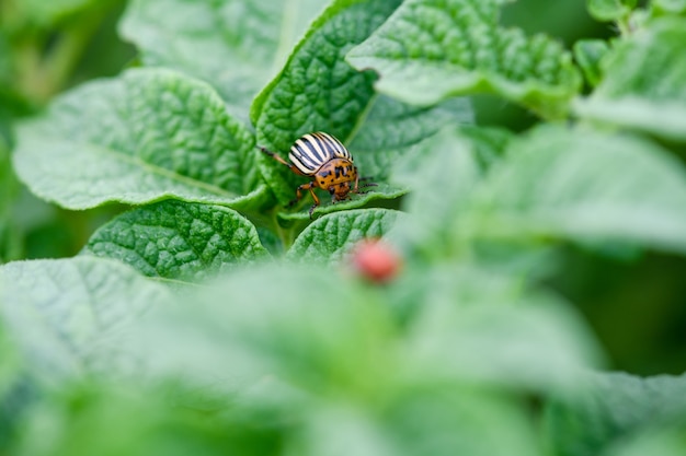 Nahaufnahme von Makro-Schlecht-Käferkäfer-Insekten, die Blätter essen und Gemüseernte auf dem Bauernhof beschädigen, Naturhintergrund