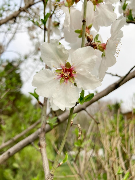 Nahaufnahme von Mandelbaumblüten