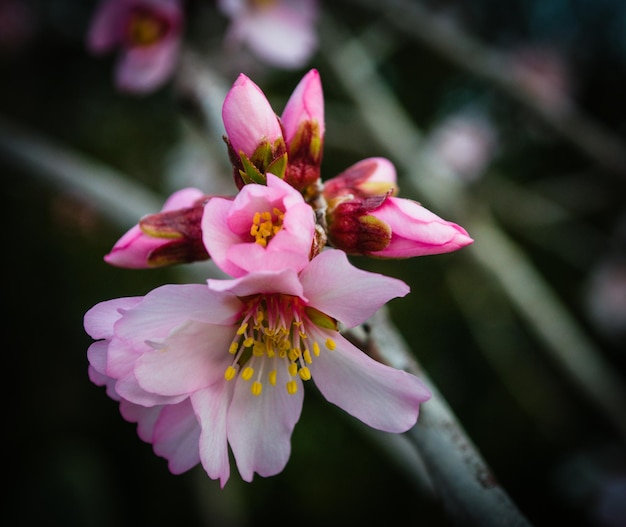 Nahaufnahme von Mandelblüten