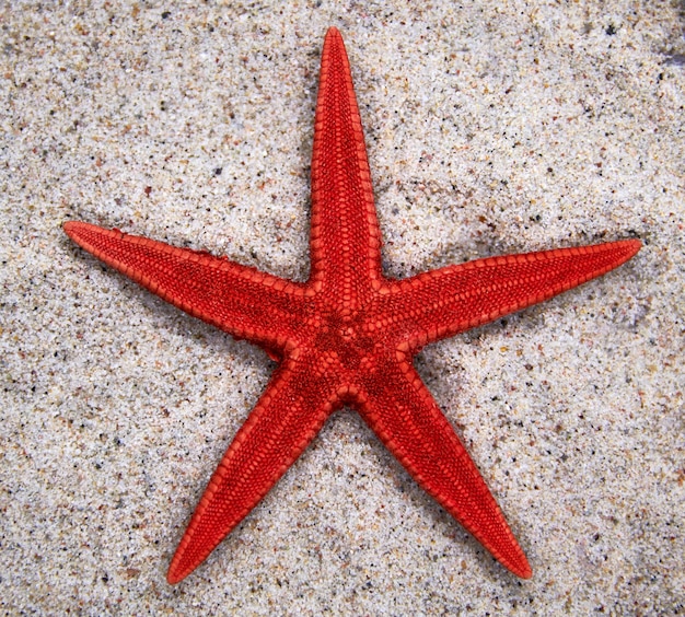 Foto nahaufnahme von meeressternen am strand