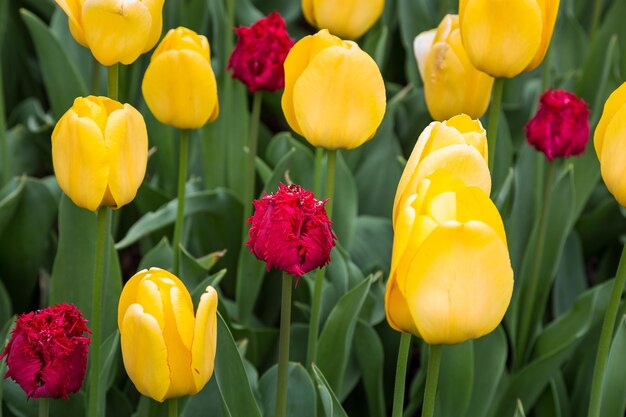 Foto nahaufnahme von mehrfarbigen blumen, die im freien blühen