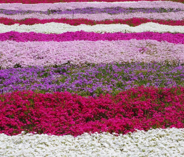 Foto nahaufnahme von mehrfarbigen blumen