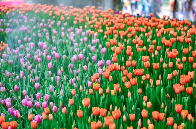 Foto nahaufnahme von mehrfarbigen tulpen auf dem feld